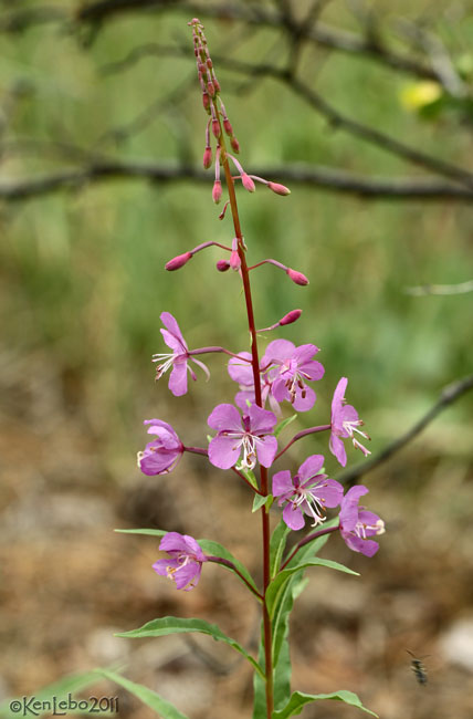 Fireweed Cherion angustifolium