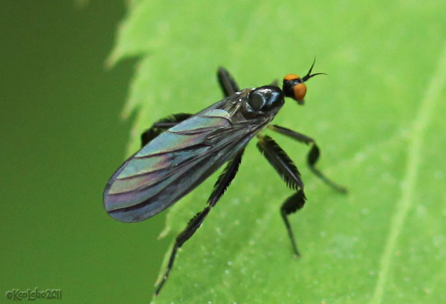 Long-tailed Dance Fly Rhamphomyia longicauda