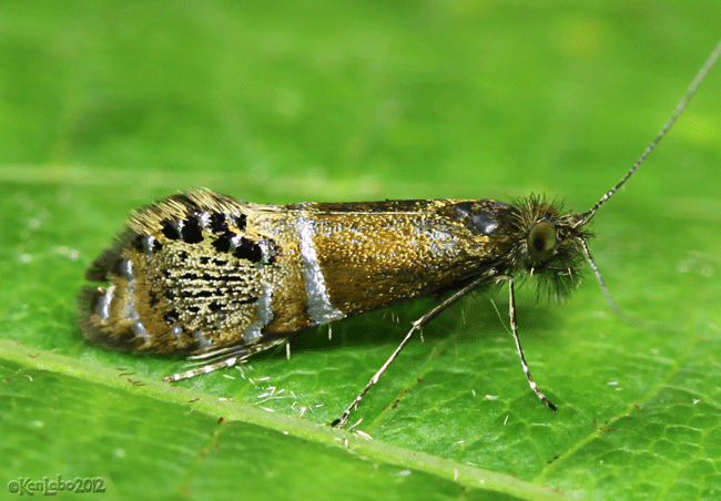 Ridings Fairy Moth <i>Adela ridingsella</i> #0228