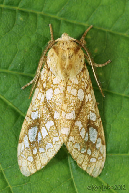 Hickory Tussock Moth Lophocampa caryae #8211