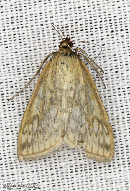 Dimorphic Sitochroa Moth Sitochroa chortalis #4987