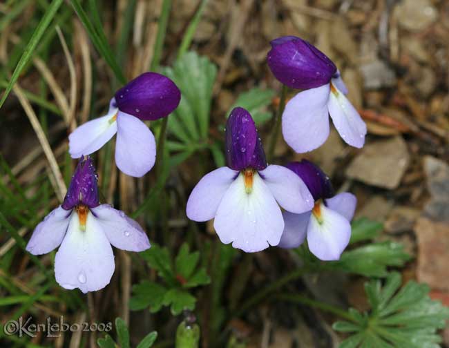 Birdfoot Violet