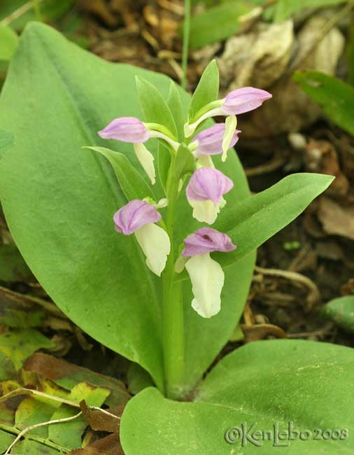 Showy Orchis  Orchis spectabilis