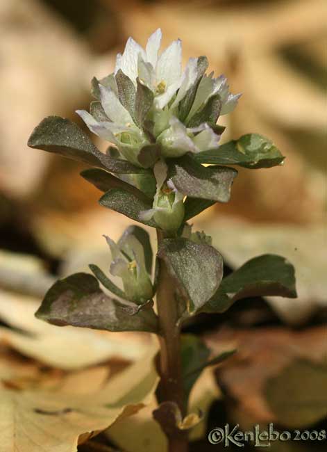 Pennywort - Obolaria virginica