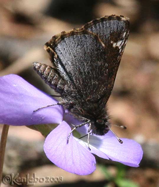 Common Roadside Skipper