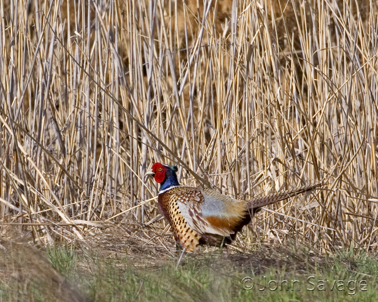 Ringneck Pheasant