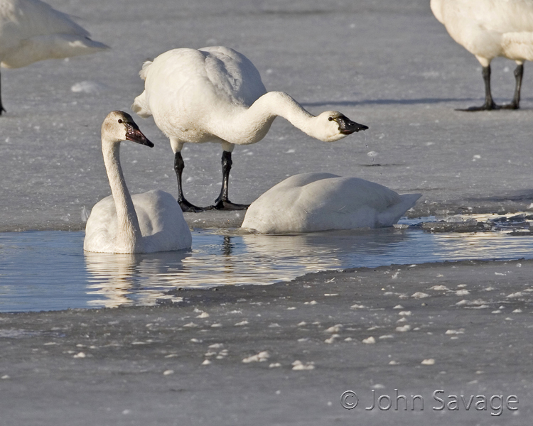 Tundra swans