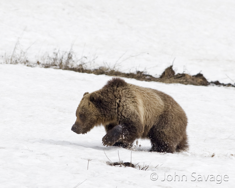 Grizzly bear