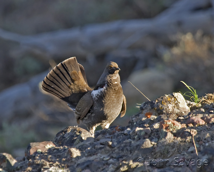 Blue Grouse