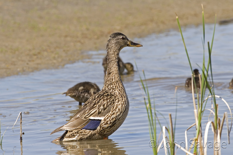 Mallard hen and ducklings    farmington 5-13-08 048