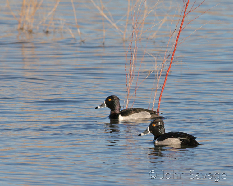 Ring-necked Duck  new mexico disc 1 384