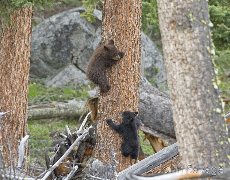 Black Bear cubs at tower falls area