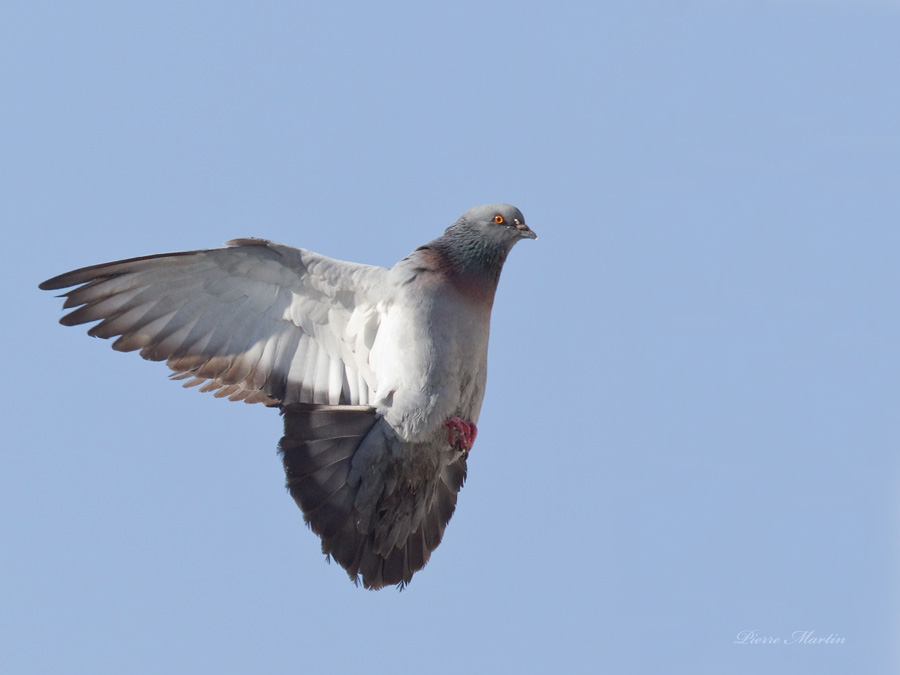 pigeon biset - rock pigeon