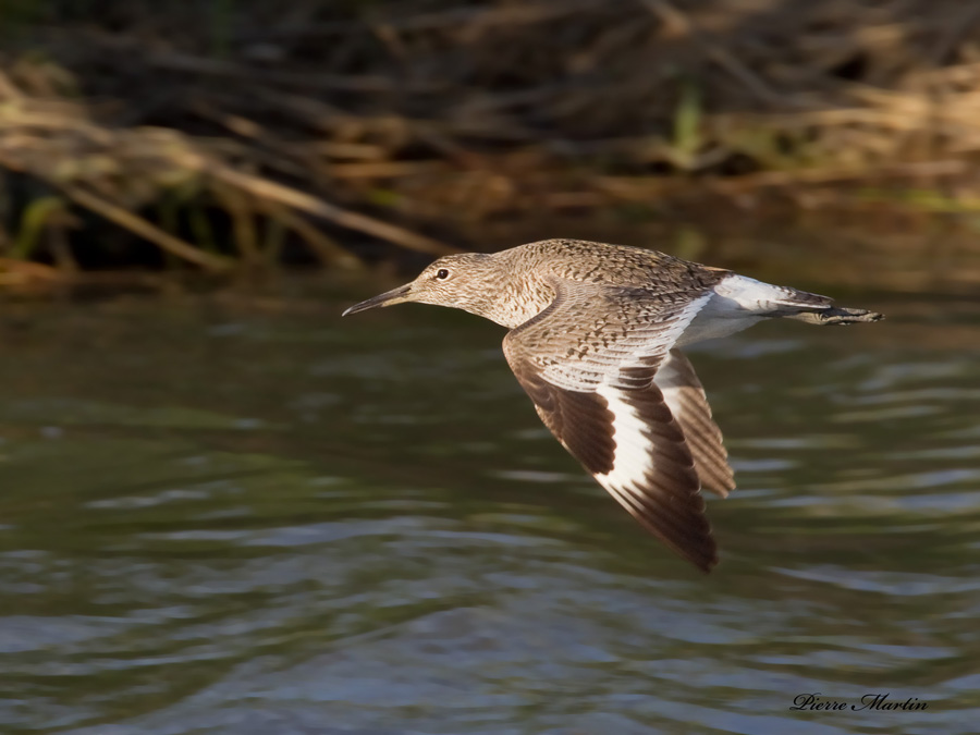 chevalier semipalm - willet