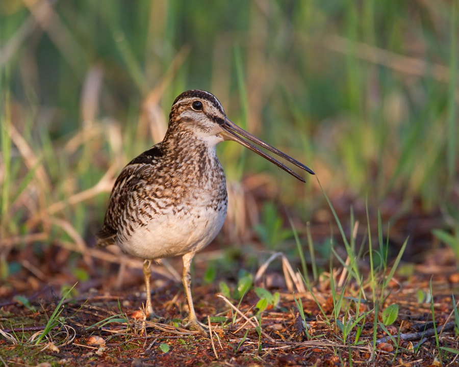 bcassine de wilson - wilson s snipe