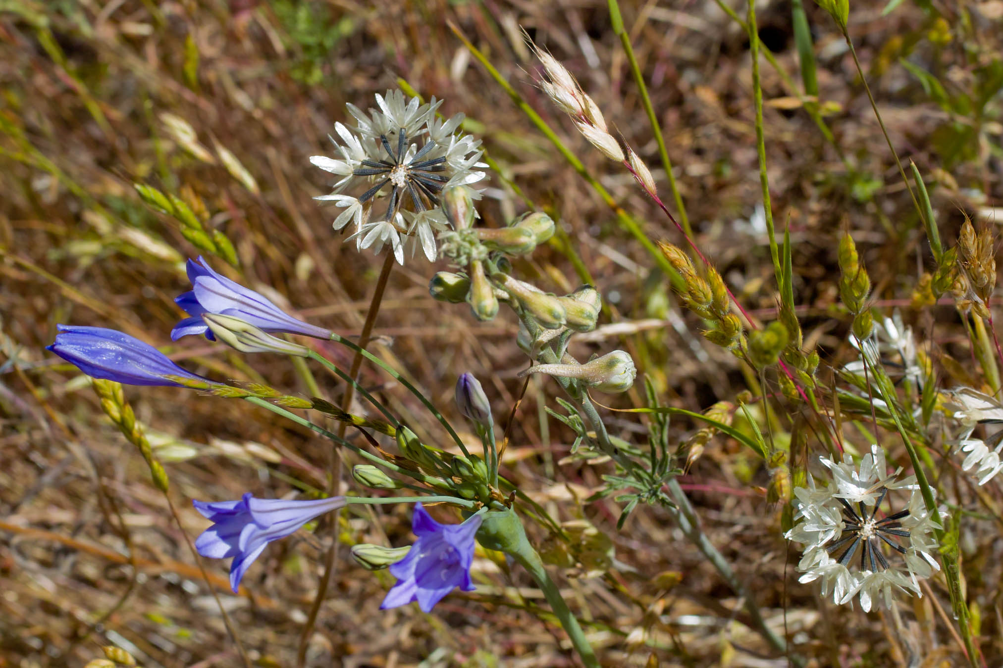 SDIM3834.JPG