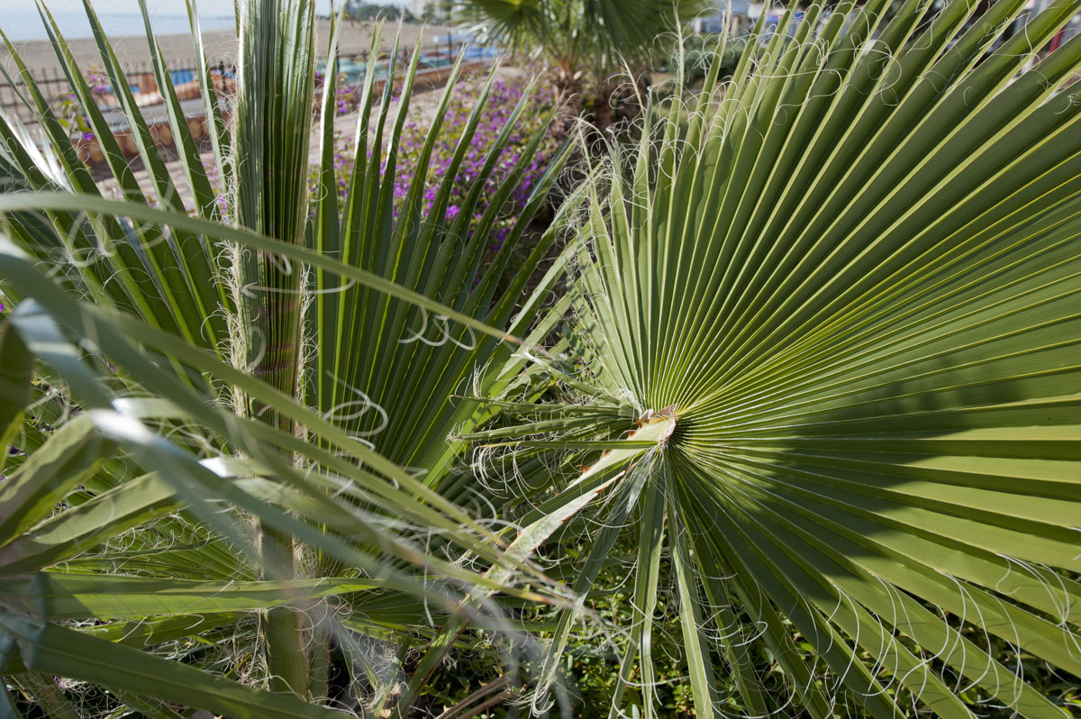 Kizkalesi and Ayas December 2011 1094.jpg