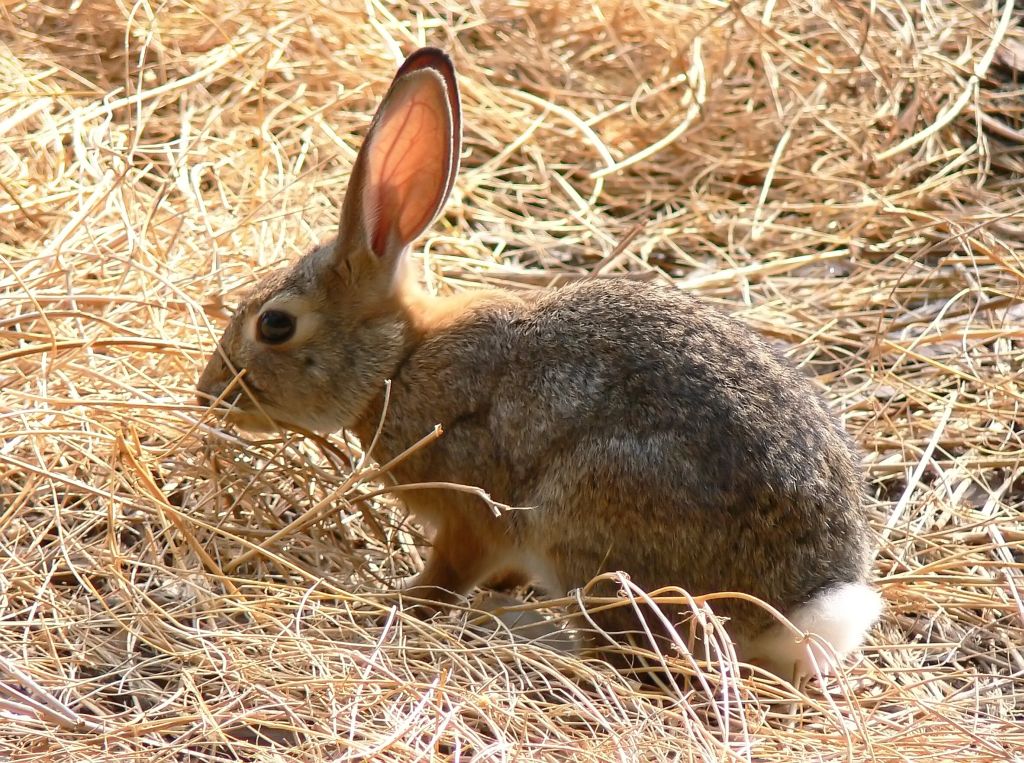 Glowing Ears