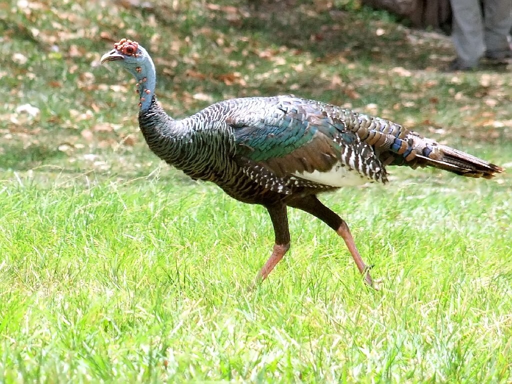  Oscillated Turkey