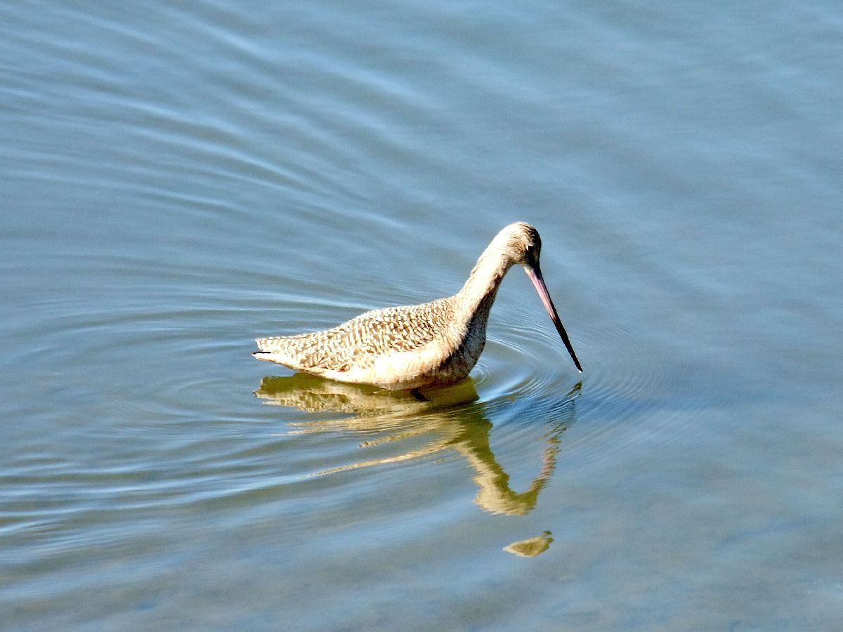 Godwit