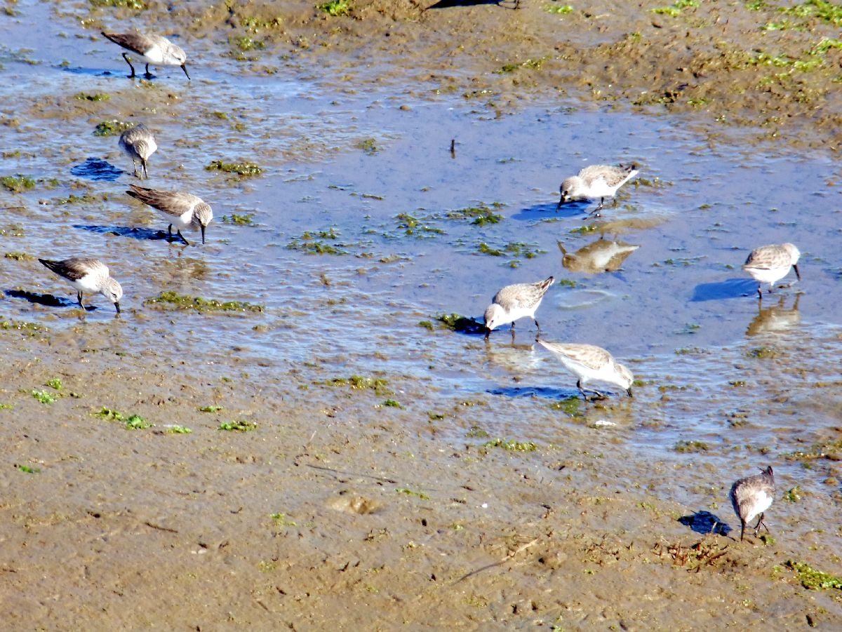 Sandpipers