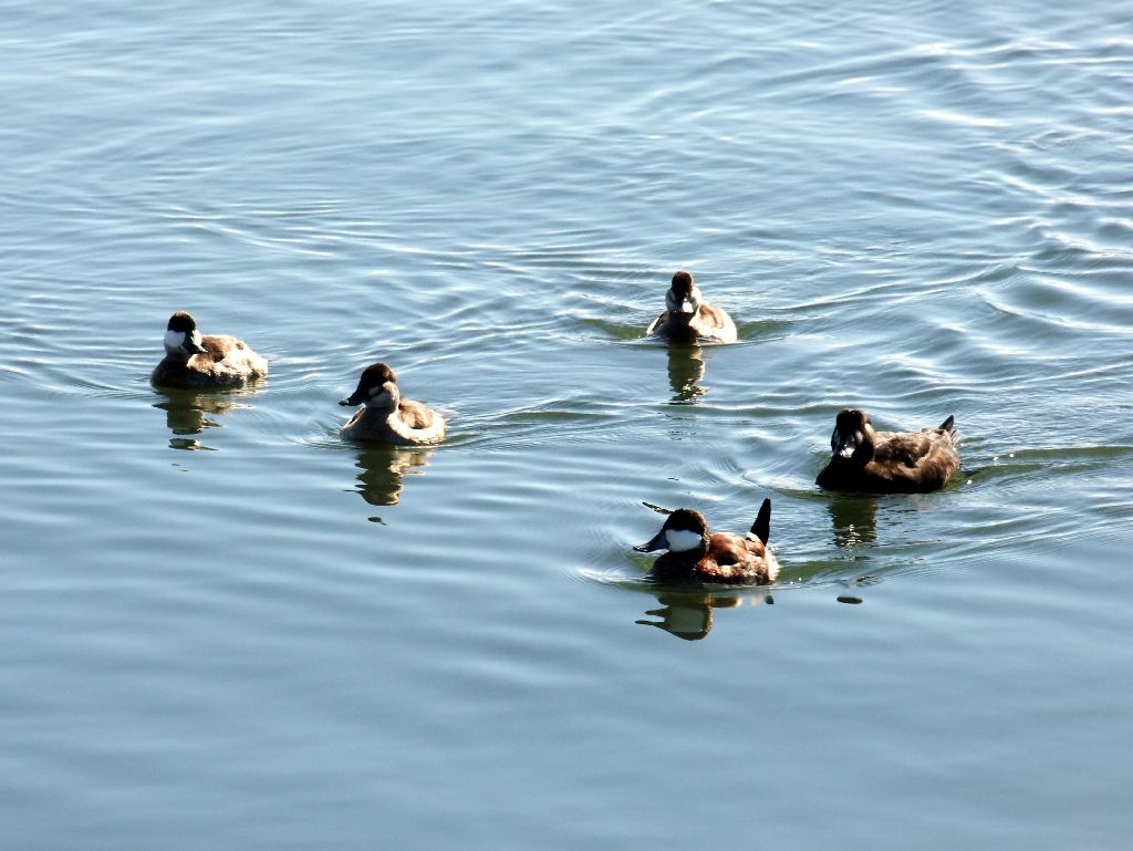 Ruddy Duck