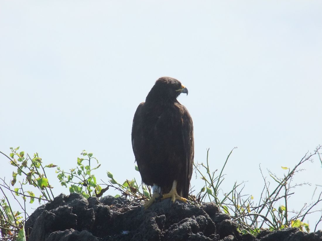 glapagos hawk