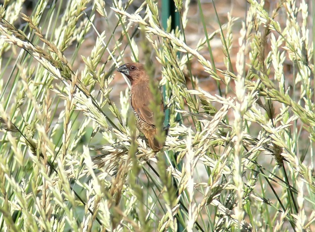 Immature Nutmeg Mannikin