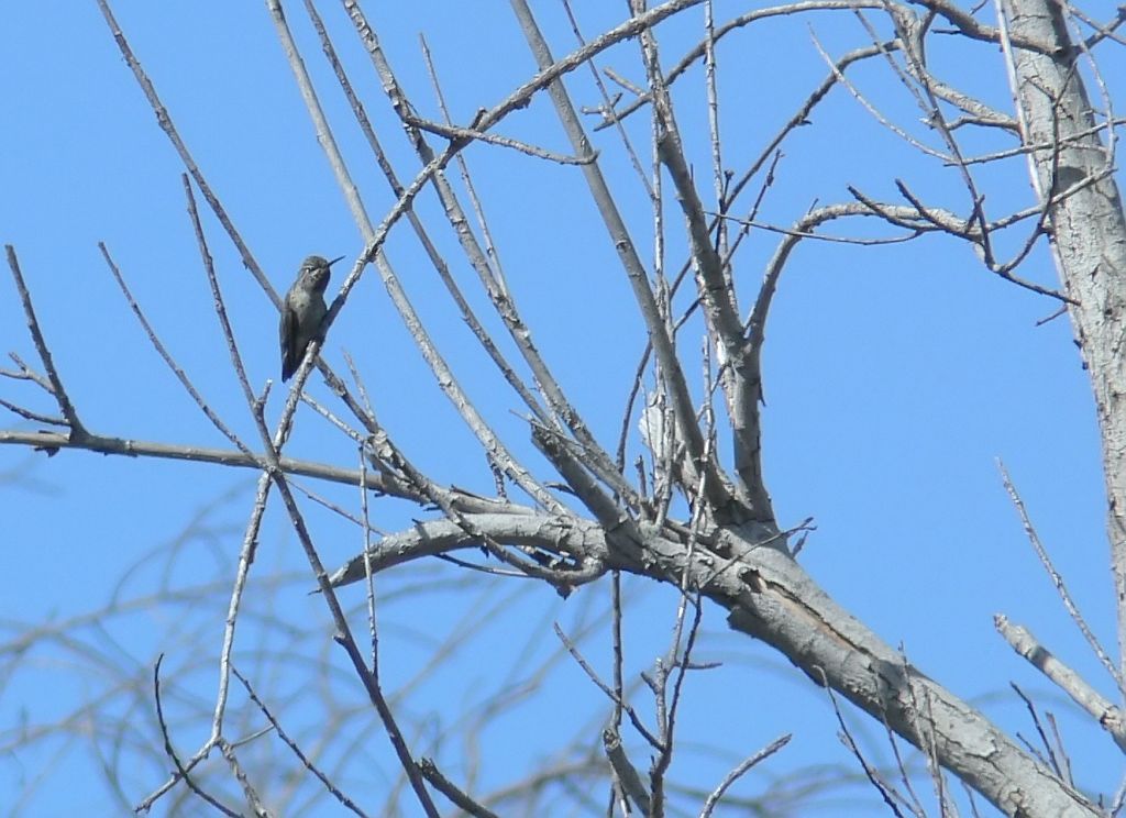 Hummingbird