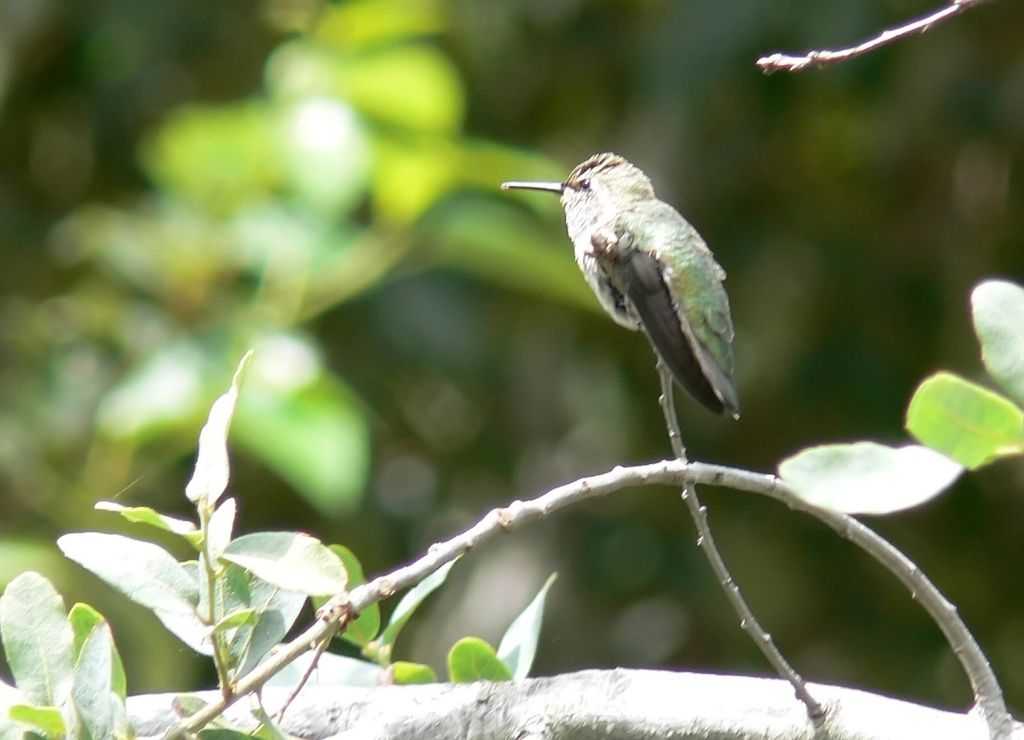 Annas Hummingbird