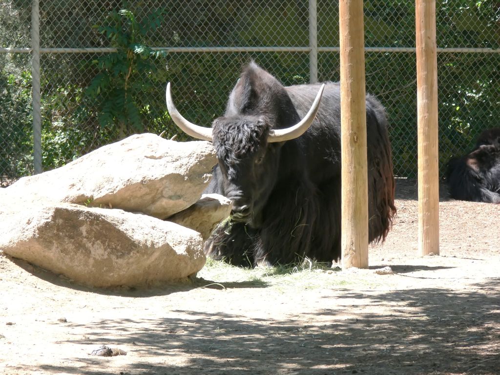 A Yak