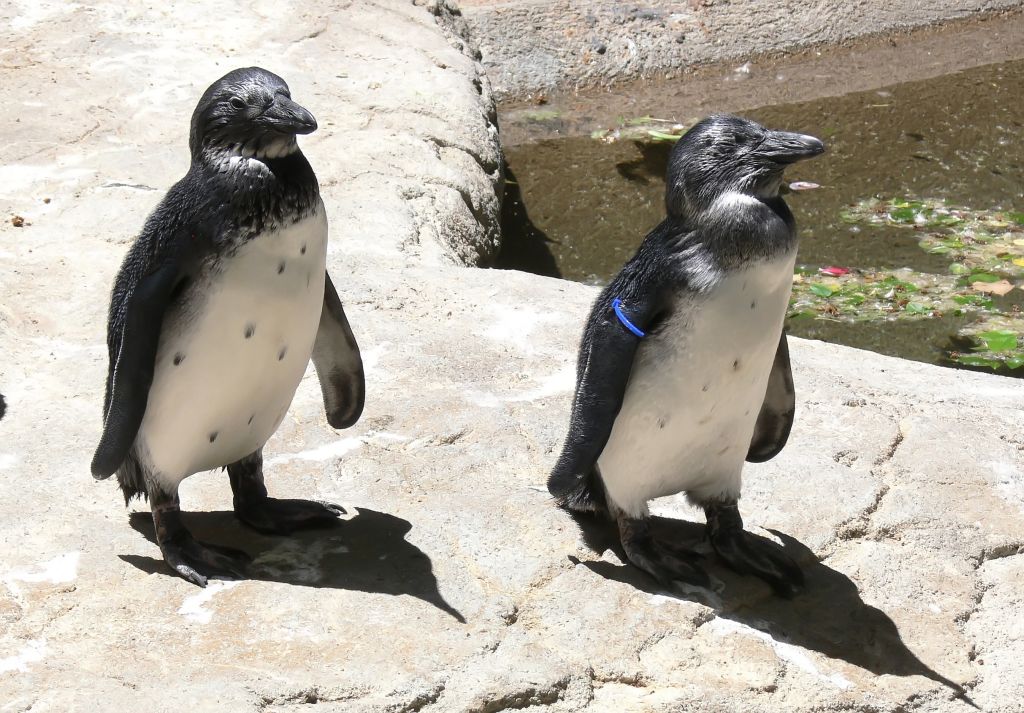 South African Penguins
