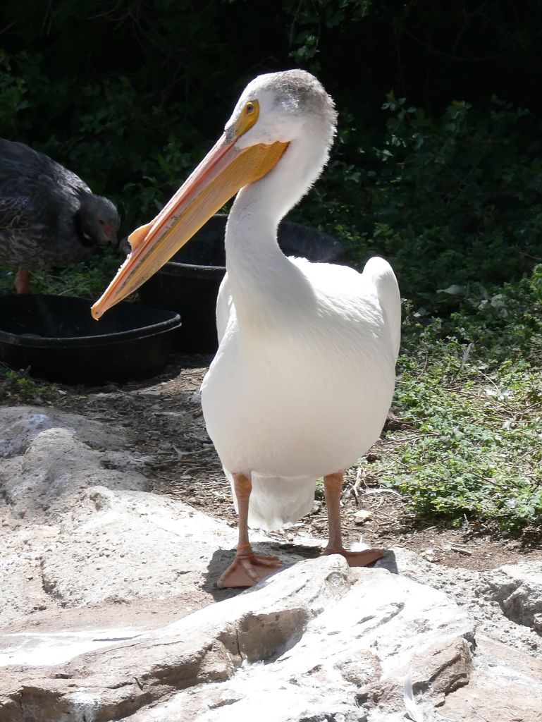 A White Pelican