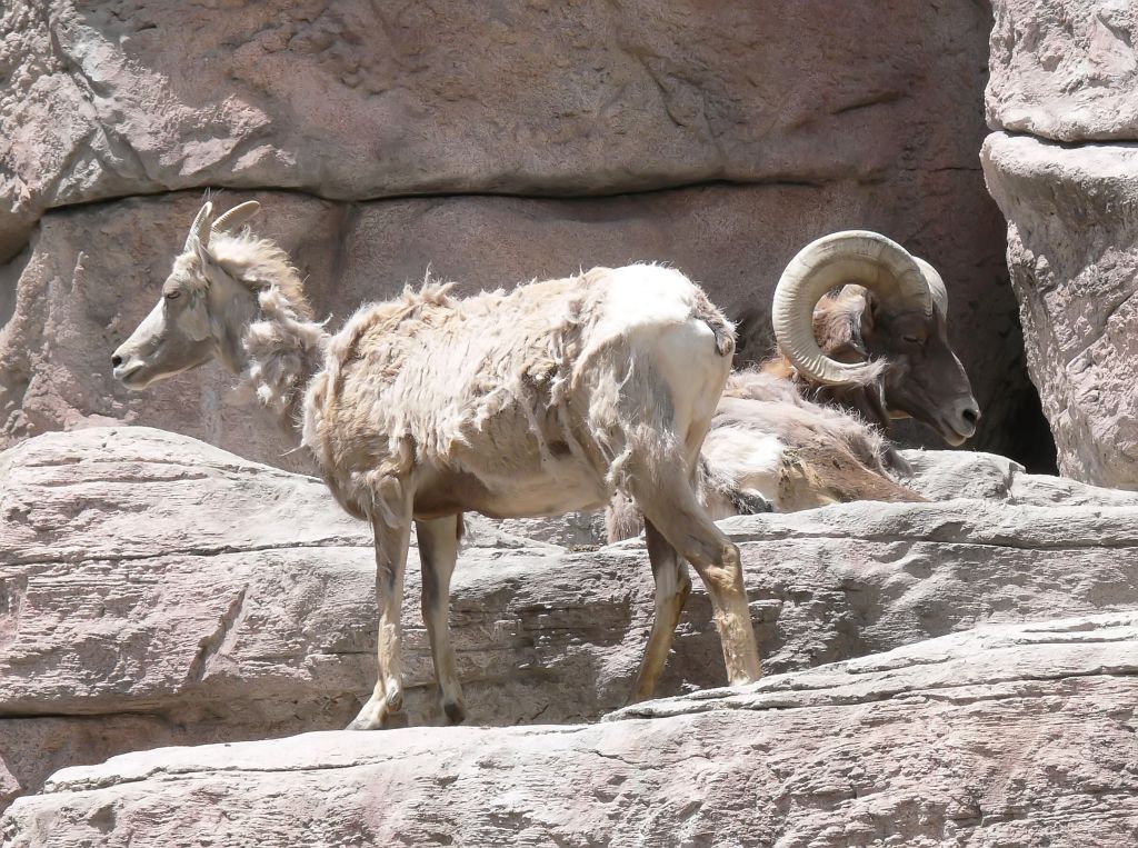 Big-Horn Sheep