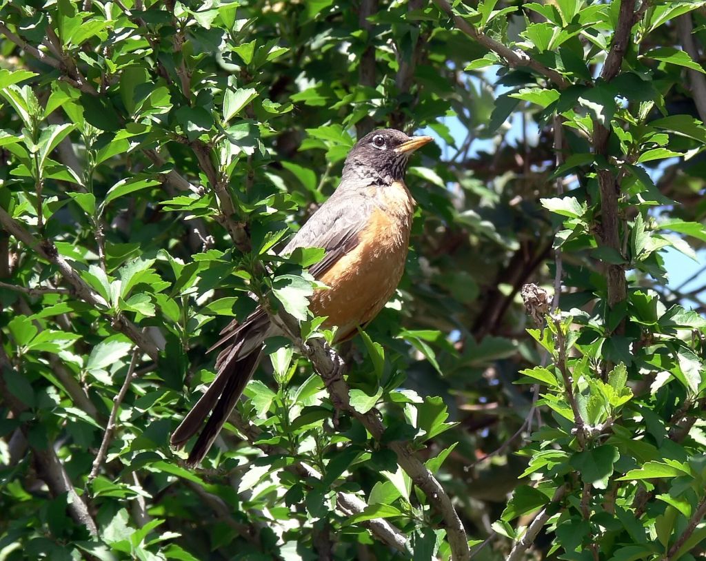 A Robin :)