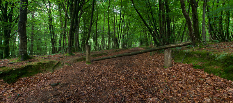 Foret de Mireloup w.jpg