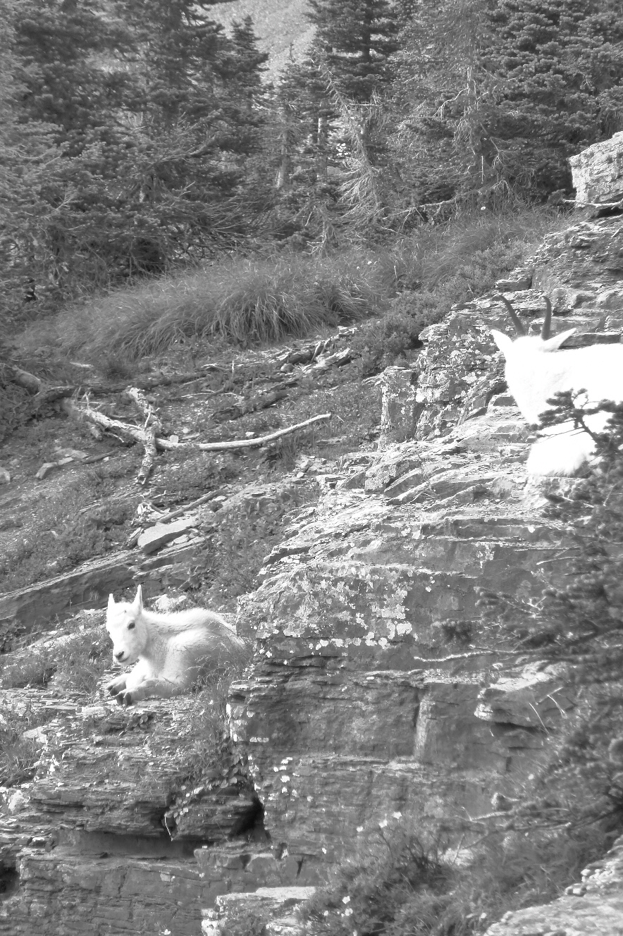 D4.14 HD-BW Glacier