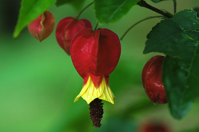 La Vispera Flowers