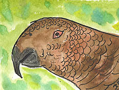 ACEO POLLY PARROT