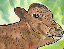 ACEO BULL Watercolour, pen and ink