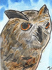 ACEO OWL FACE now SOLD