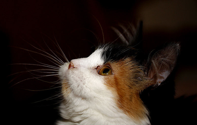 Maggie