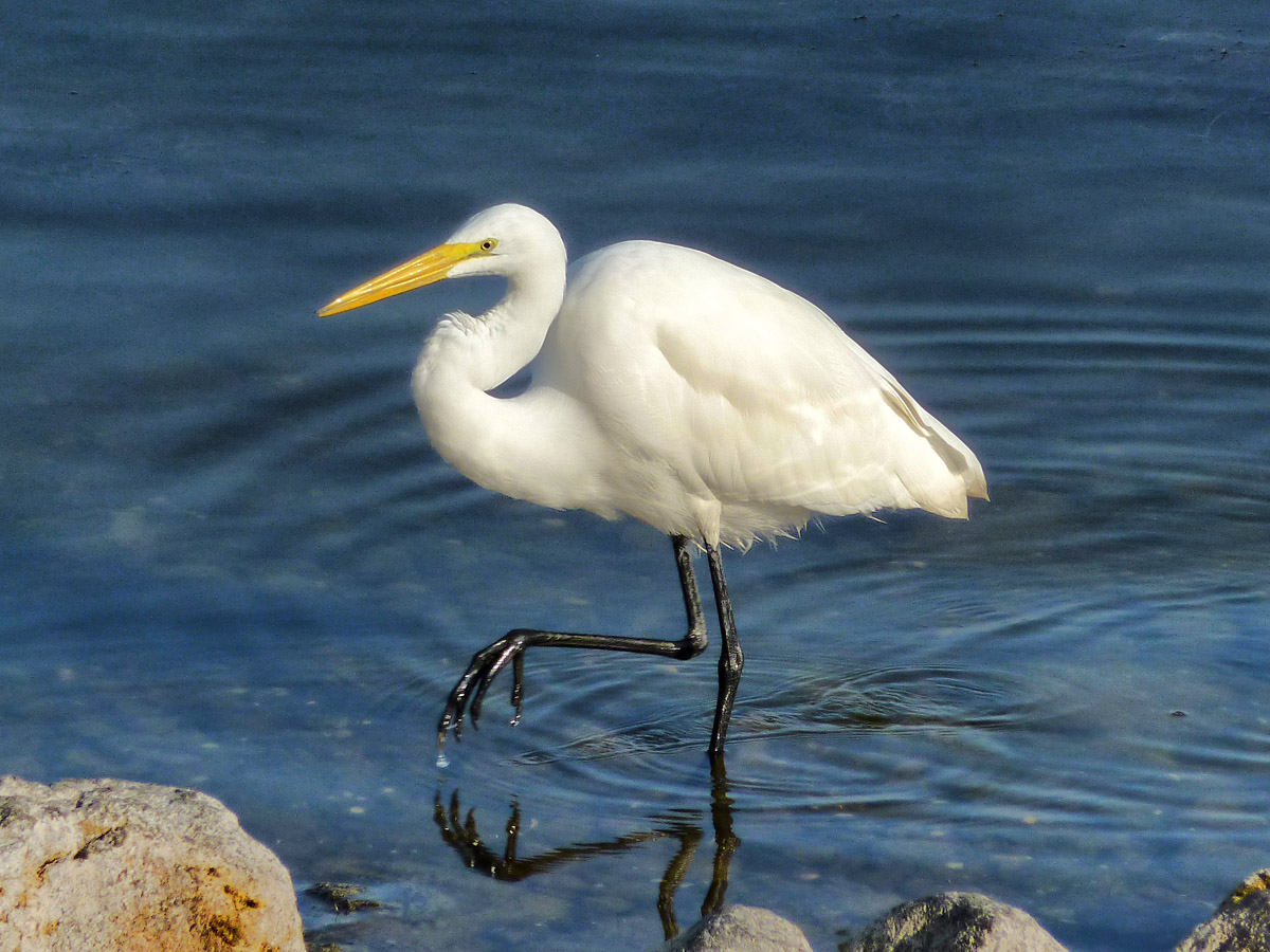 Egret at Puddingstone Lake 2009-09-30