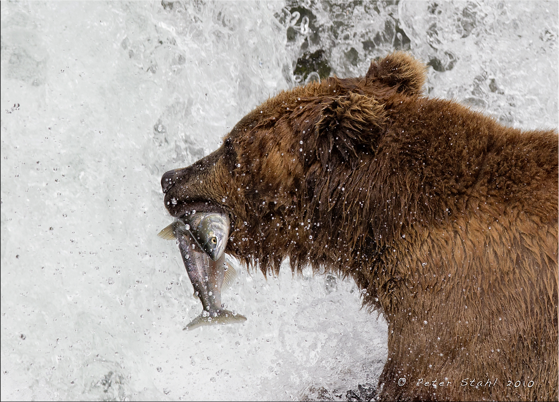 Alaska Brown Bear Snack.jpg