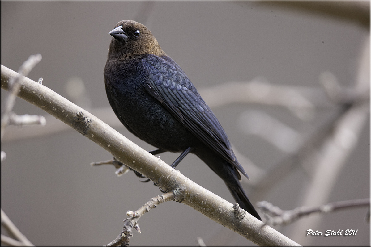 Cowbird.jpg