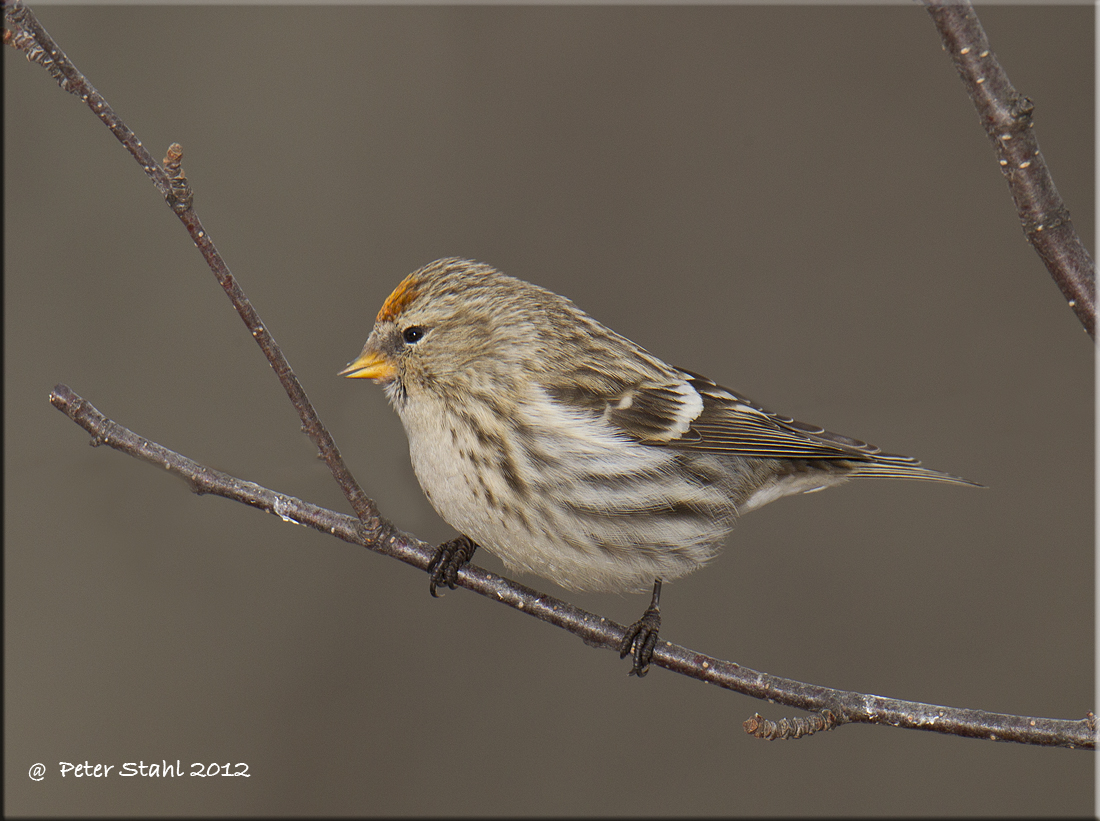 Hoary Redpoll.jpg
