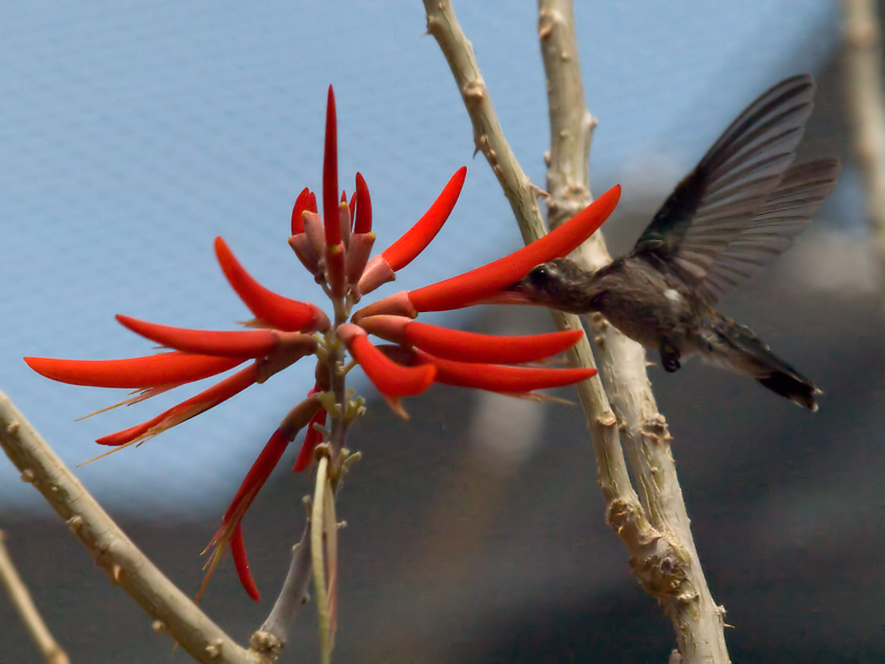 Hummer04 cropped.jpg