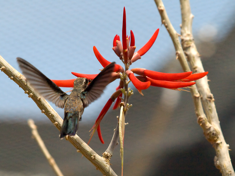 Hummer05 cropped.jpg