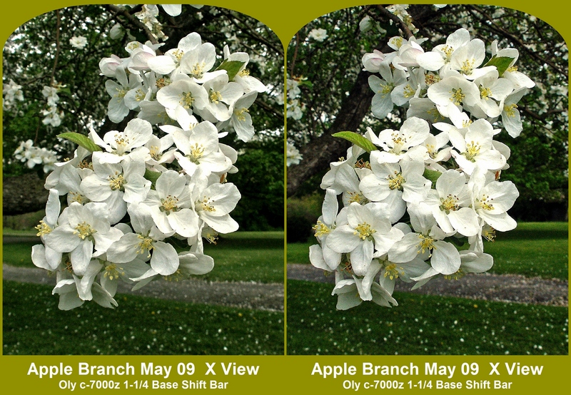 Apple Branch in X View