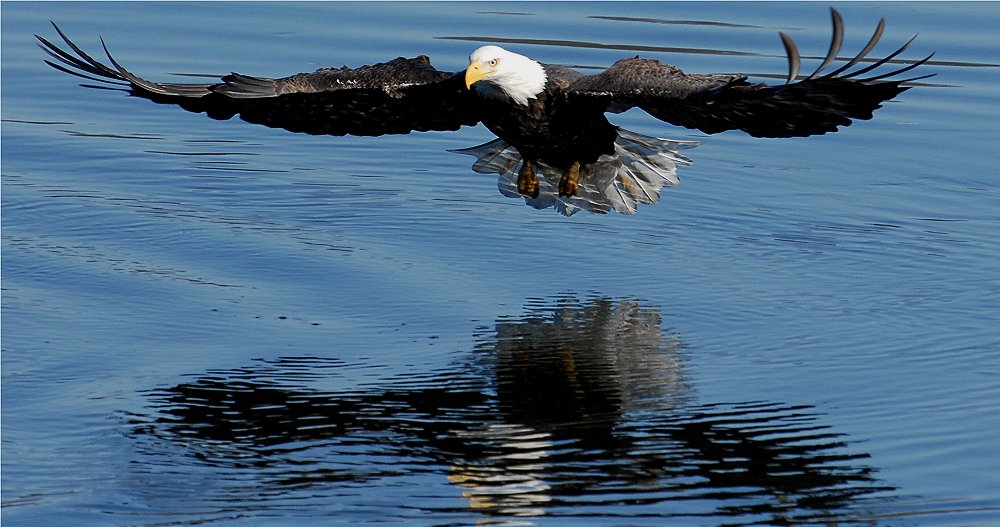 Bald Eagle Sequence - 2